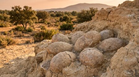 Œufs de dinosaures fossilisés dans de la roche sédimentaire