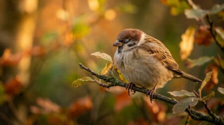 Moineau endormi sur une branche au coucher du soleil