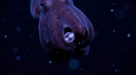 Ventre violet foncé d'un poulpe enveloppant une proie bioluminescente