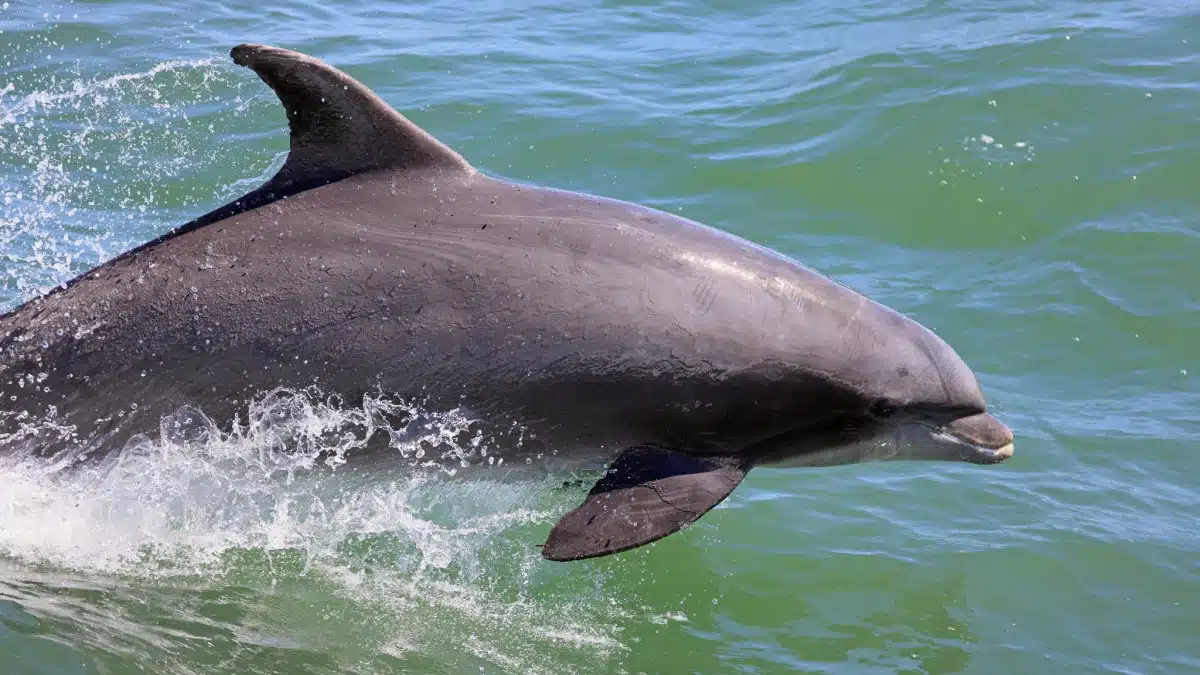 « Ni confirmer, ni infirmer » : le Pentagone refuse de dire si les États-Unis utilisent des dauphins kamikazes