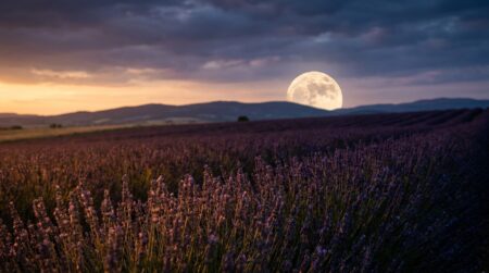 Pleine lune se levant au-dessus d'un champ de lavande au crépuscule