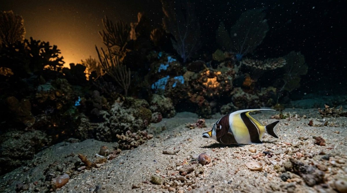Poisson tropical immobile au fond de l'océan la nuit