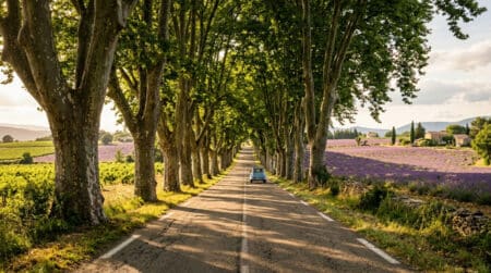 Route française bordée de platanes centenaires formant une voûte