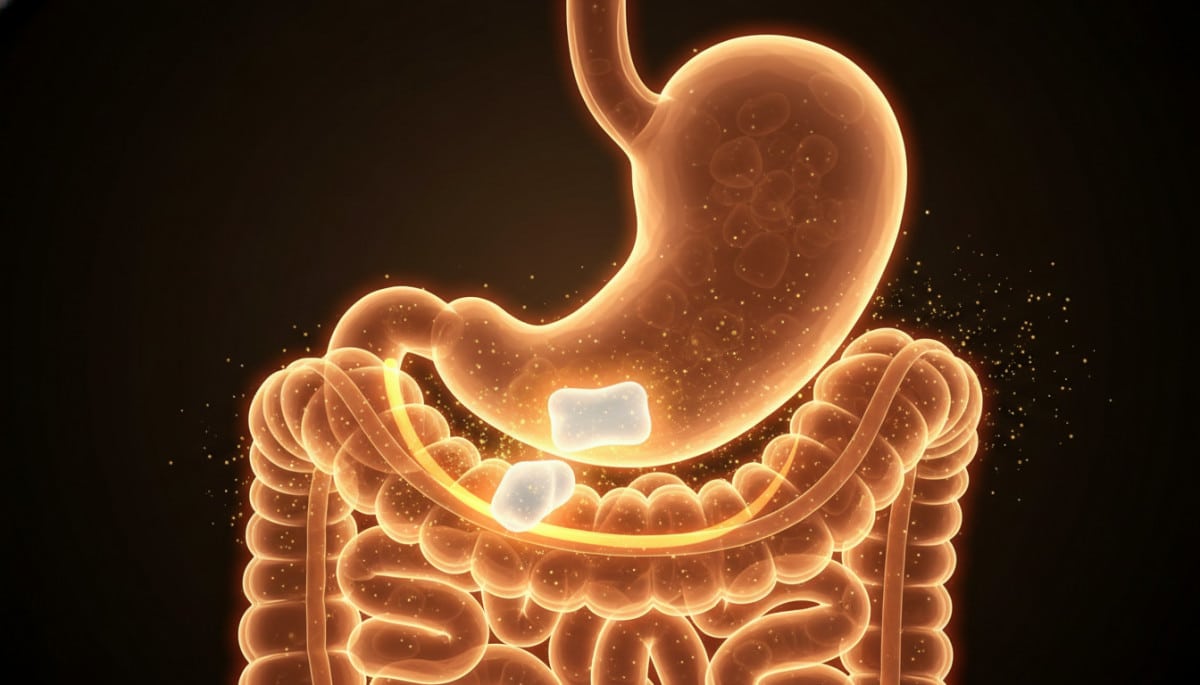 Schéma digestion chewing-gum dans le système intestinal