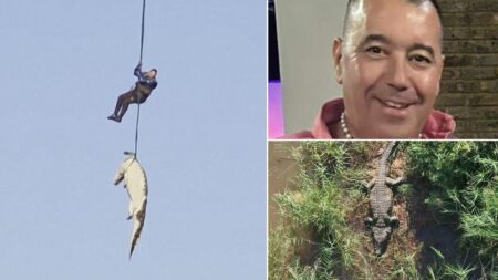 Six paires de chaussures retrouvées dans le ventre d'un crocodile en Afrique du Sud : la police craint un mangeur d'hommes