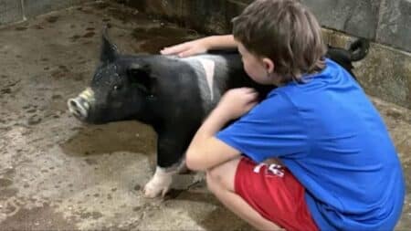 Son cochon thérapeutique tué par des voisins : trois personnes inculpées en Géorgie