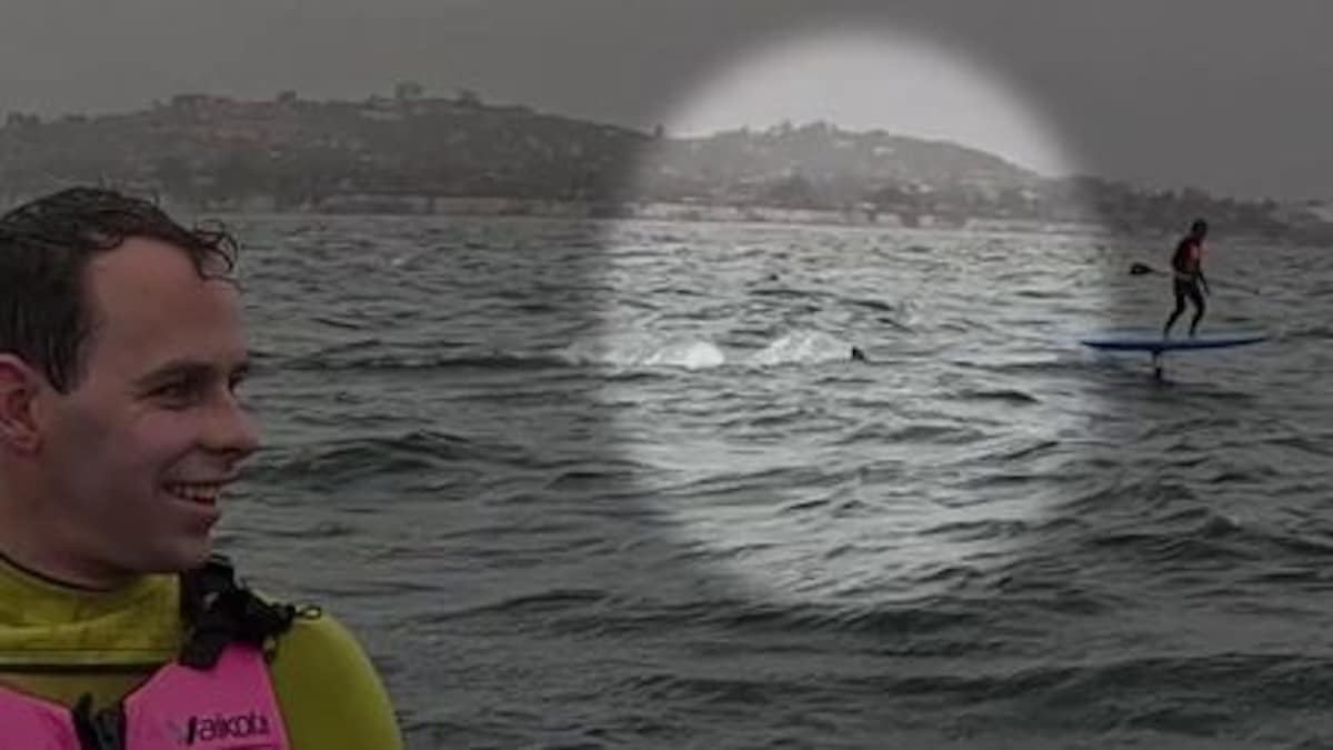 surfeur poursuivit par un grand requin blanc