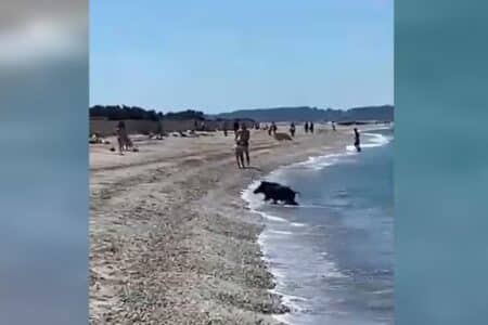 un sanglier seme la panique sur la plage - copie