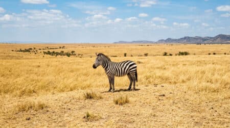 Zèbre solitaire dans la savane africaine dorée
