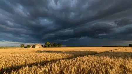 Ciel d'orage menaçant au-dessus d'un champ de blé ensoleillé