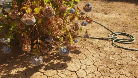 Hortensia fané dans un jardin sec en été