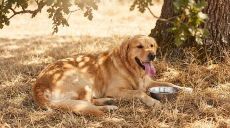 Chien haletant allongé à l'ombre par forte chaleur