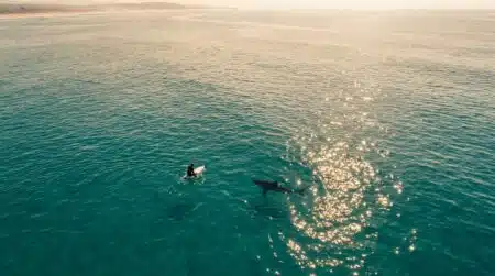 Vue aérienne d'un requin encerclant un surfeur dans l'océan