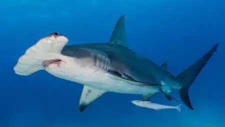 Ce requin à la tête impossible a perdu 80 % des siens en 50 ans… et presque personne n'en parle