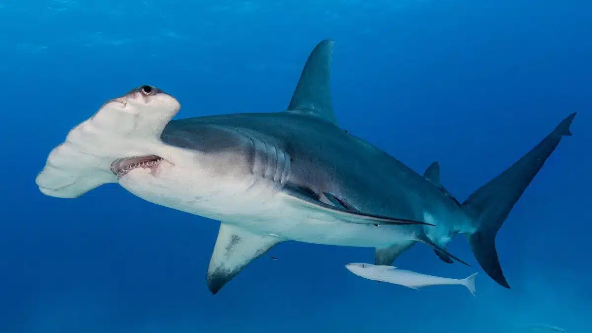 Ce requin à la tête impossible a perdu 80 % des siens en 50 ans… et presque personne n'en parle