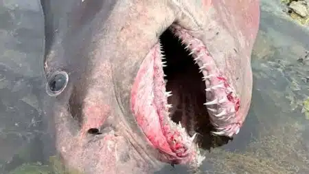 Ce requin de 597 kg échoué sur une plage appartient à une espèce jamais vue sur cette île… et au bord de l'extinction