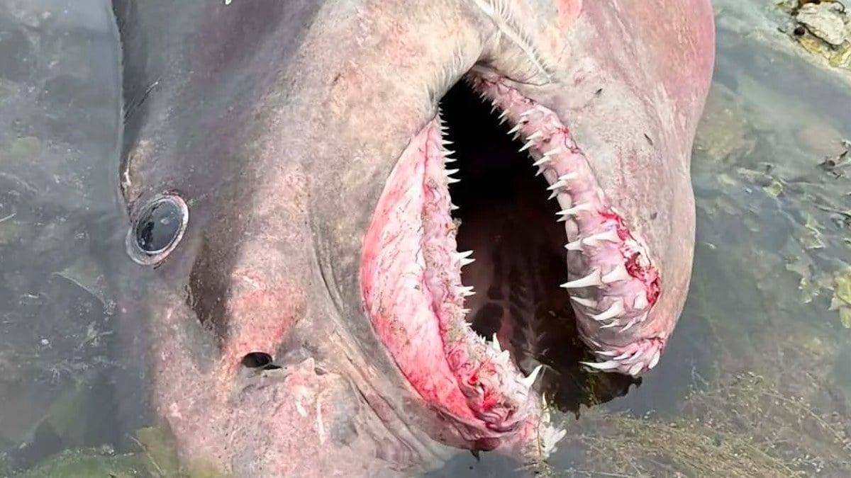 Ce requin de 597 kg échoué sur une plage appartient à une espèce jamais vue sur cette île… et au bord de l'extinction