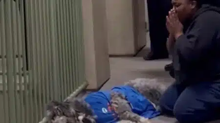 « C'était mon bébé » : un policier abat son chien de 2 ans sous ses yeux, la cagnotte dépasse 143 000 euros