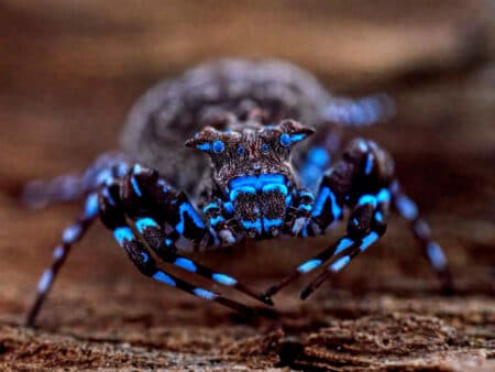 Cette araignée découverte en Angola brille d'un bleu inexplicable — et ce n'est que le début