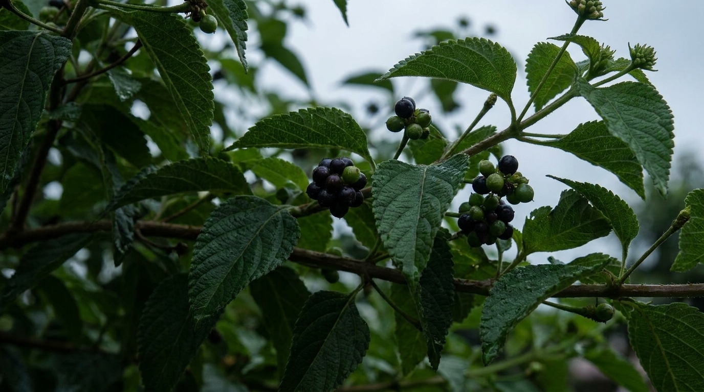 Baies vertes et sombres de lantana sur une branche feuillue