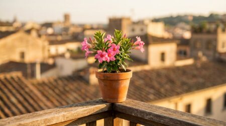 Dipladénia rose en pot sur la rambarde ensoleillée d'un balcon