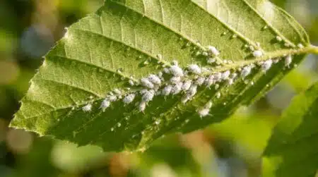 Pucerons laineux blancs sous une feuille de hêtre