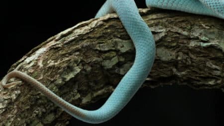 Cette vipère turquoise trouvée dans une grotte du Cambodge défie tout ce que les biologistes croyaient savoir