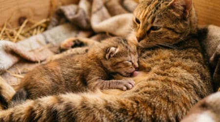 Chaton nouveau-né pétrissant le ventre de sa mère