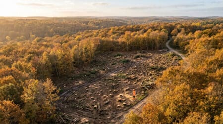 Clairière avec souches d'arbres coupés dans une forêt française