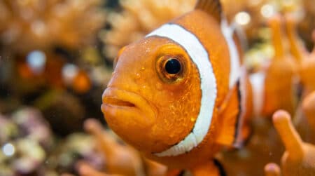Gros plan sur l'œil grand ouvert d'un poisson tropical