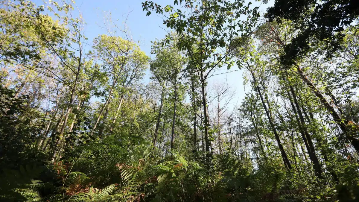 Haut-Rhin : un nouveau-né retrouvé dans la forêt de Wittelsheim, sa mère de 19 ans en état de choc