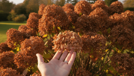 Hortensia avec fleurs fanées dans un jardin