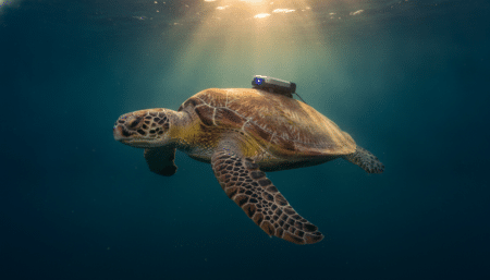 Tortue marine équipée d'un capteur espion sous l'eau