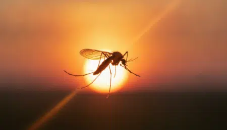 Moustique en vol au coucher du soleil