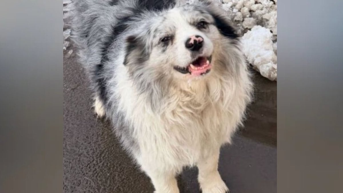 Son border collie star de 1,5 million d'abonnés est volé, vendu 24 € à un restaurant… et mangé