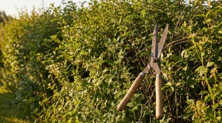 Haie de jardin en pleine pousse avec un sécateur posé contre