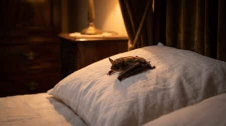 Chauve-souris posée sur un oreiller blanc dans une chambre sombre