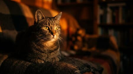 Yeux de chat brillant dans l'obscurité grâce au tapetum lucidum