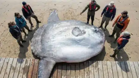 3,25 mètres, 2 744 kg : le poisson le plus lourd jamais découvert bat un record vieux de 25 ans