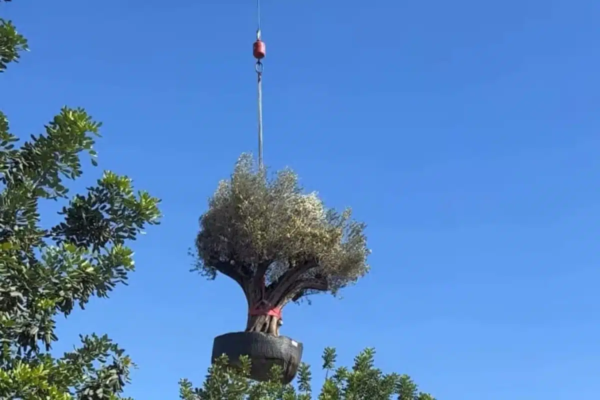 6 tonnes, 500 ans, 50 mètres à peine : cet olivier a coûté une fortune à déplacer en Espagne