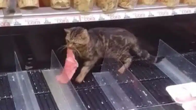 Un chat entre dans un Cora et se sert tout seul au rayon boucherie (vidéo)