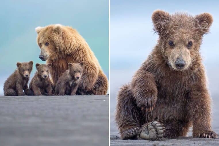 Famille ours