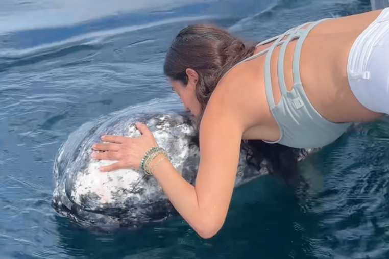 Baleine grise
