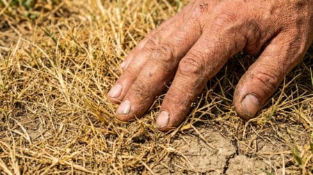 Adieu le gazon grillé : cette plante à 15 € reste verte tout l'été sans une goutte d'eau