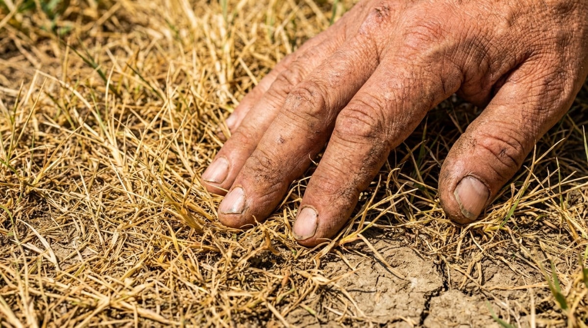 Adieu le gazon grillé : cette plante à 15 € reste verte tout l'été sans une goutte d'eau