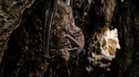 Bébé chauve-souris accroché au pelage de sa mère