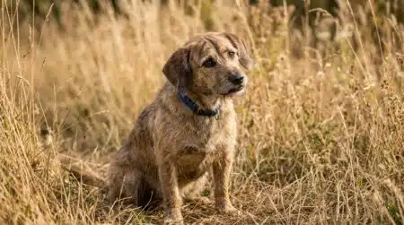 Chien penchant la tête dans les herbes hautes sèches