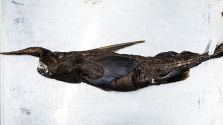 Ce cousin des requins vieux de 400 millions d'années vient d'être découvert au Costa Rica