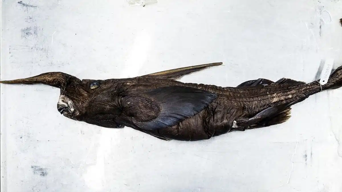 Ce cousin des requins vieux de 400 millions d'années vient d'être découvert au Costa Rica