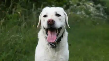 Ce labrador paralysé après un AVC craque un sourire bouleversant à l'instant précis où tout bascule